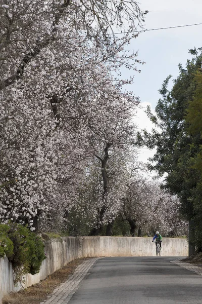 Красивые Миндальные Деревья Стороне Дороги Расположенные Региона Алгарве Португалия — стоковое фото