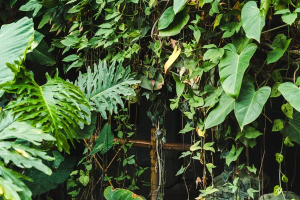 Забор Бамбука Покрытые Лозы Тропических Листьев — стоковое фото