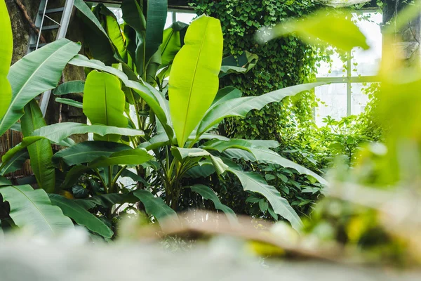 Красивых Тропических Лесов Парниковых Различными Растениями Окна Фоне — стоковое фото