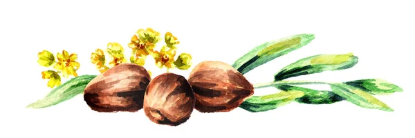 Жожоба горизонтали композиция с коричневые орехи, зеленые листья и цветы — стоковое фото