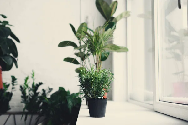 Красивая Зеленая Горшечных Растений Подоконнике — стоковое фото