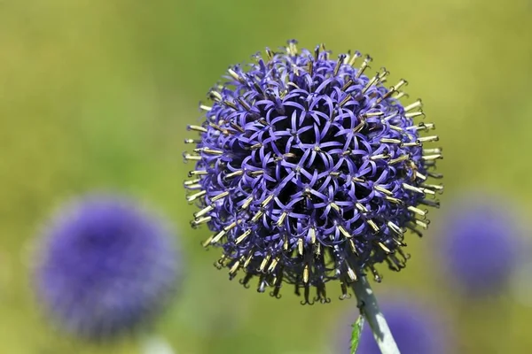 Flowering Blue Globe Thistle Echinops Bannaticus Cultivar — стоковое фото