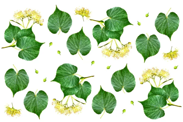 Веточки Липы цветки, изолированные на белом фоне — стоковое фото