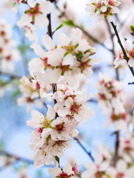 Цветущее дерево сладкого миндаля — стоковое фото