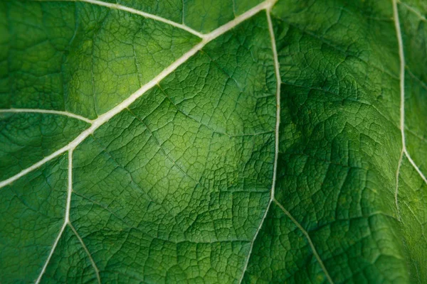 Свежий зеленый лопуха лист крупным планом текстура фон — стоковое фото