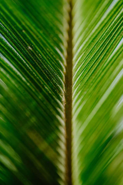 Крупным Планом Выстрел Тропическая Зелень Листьев Летний Фон — стоковое фото