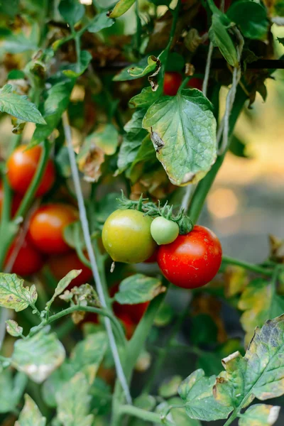 Овощной сад с растениями из красных помидоров. Спелые помидоры на — стоковое фото
