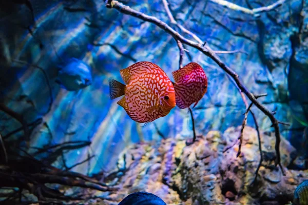 Symphysodon discus в аквариуме на синем фоне Стоковое Фото