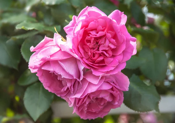 Красивые розовые розы Стоковое Изображение