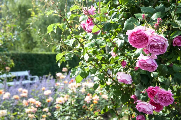 Красивые розовые розы Стоковая Картинка