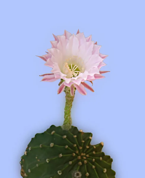 Пасха лилии Кактус с цветами Лицензионные Стоковые Изображения