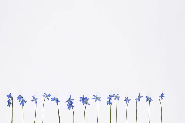 Голубые цветы на белом background.top вид. женщины, матери day.abstract.copy пространства Стоковая Картинка