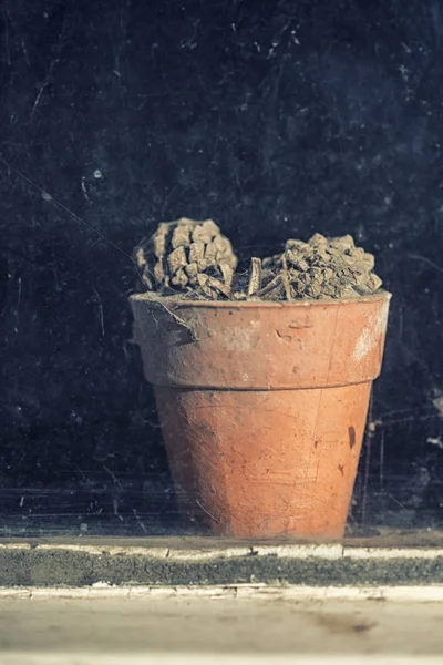 Умирающей растения на горшки в окне старой Винтаж ретро сарай potting Стоковое Изображение