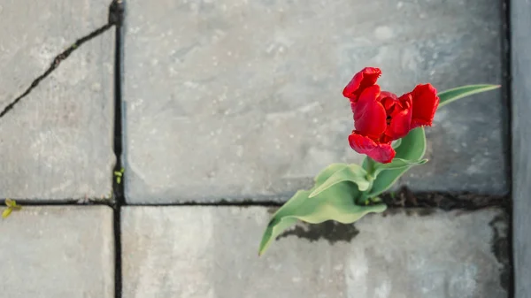 Красивый цветок красный тюльпан растет в трещину тротуара через асфальт. Жизненной силы растений Лицензионные Стоковые Изображения