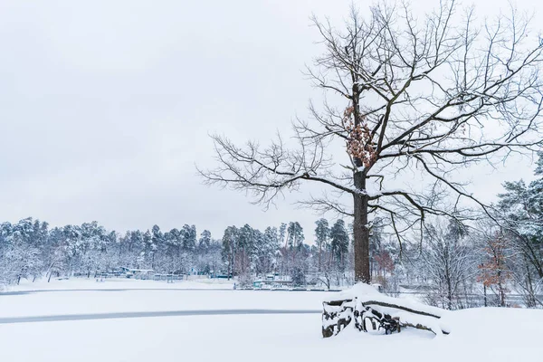 Сухое Дерево Замерзшее Озеро Заснеженные Деревья Зимнем Парке Лицензионные Стоковые Изображения