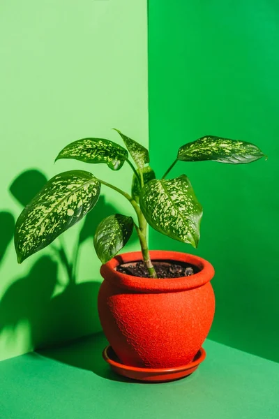 Один Зеленый Комнатное Растение Красный Горшок Зеленый Лицензионные Стоковые Изображения