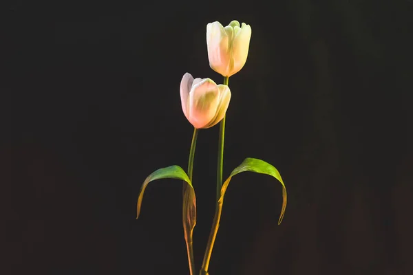 Крупным Планом Вид Красивых Белых Тюльпанов Сложенные Стоковое Фото