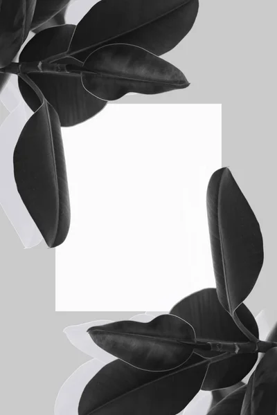 Растение с белыми заглушку Лицензионные Стоковые Изображения