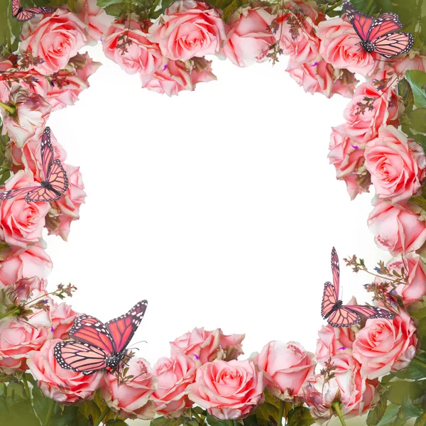 Красивые розовые розы и бабочки — стоковое фото