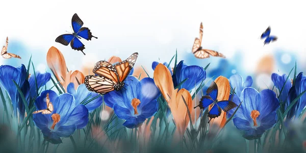 Крокусы цветы и бабочки — стоковое фото
