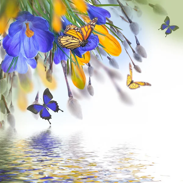 Крокусы цветы и бабочки — стоковое фото