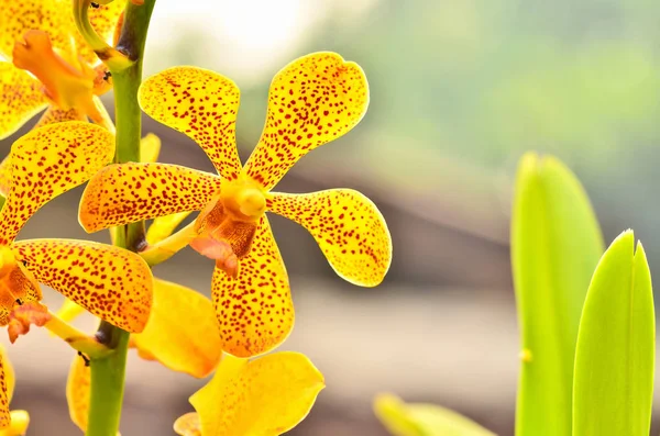Ванда орхидеи, цветение в саду Лицензионные Стоковые Фото