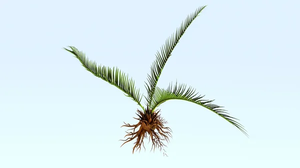 Корни растений Corollid Лицензионные Стоковые Фото