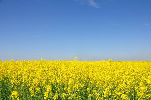 Желтый рапс поле — стоковое фото