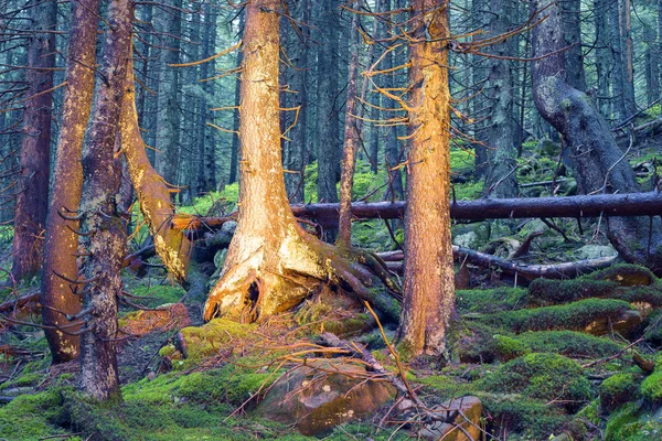 Таинственный дикий лес Стоковое Изображение