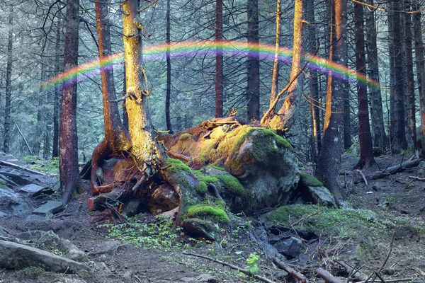 Таинственный дикий лес Стоковое Фото