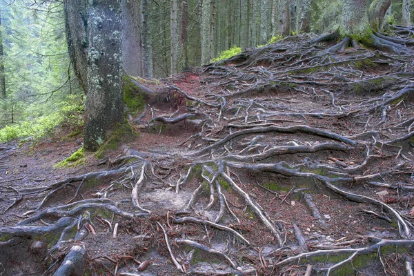 Таинственный дикий лес Стоковое Изображение