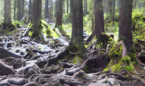 Светя дикий лес Лицензионные Стоковые Фото