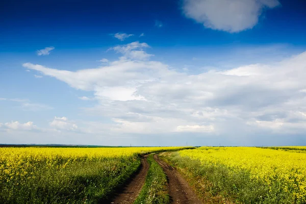 Желтые цветущие поля, грунтовая дорога и красивая долина, весенний пейзаж природа — стоковое фото
