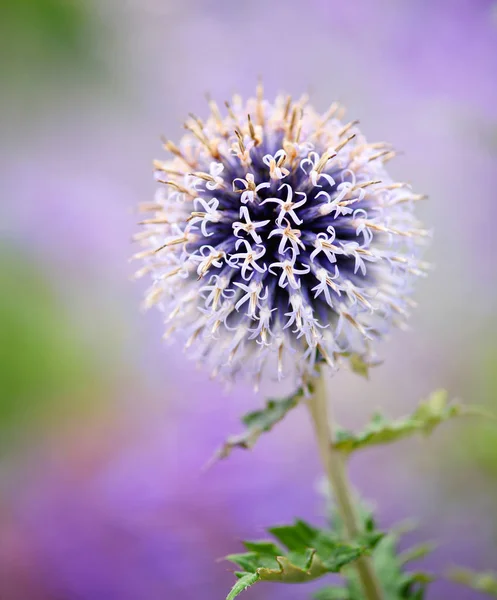 Фиолетовый Мордовник Thistle Цветок Выборочный Фокус — стоковое фото