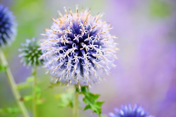 Глобус Thistle Цветок Мордовник Саду Цветок Семейства Астровые — стоковое фото