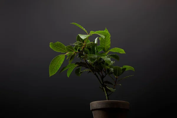 Close View Plant Green Leaves Flowerpot Black Wall Background — стоковое фото