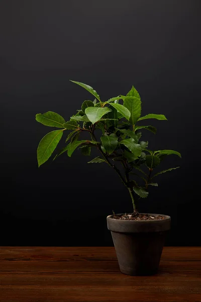 Close View Plant Green Leaves Flowerpot Black Wall Background — стоковое фото