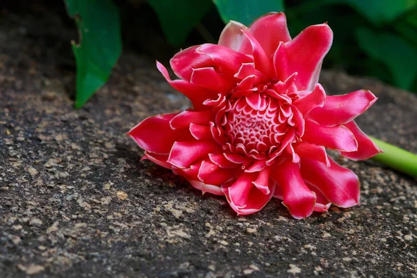 Ginger Flower Lying Stone Thailand Bright Pink Flower Ginger — стоковое фото