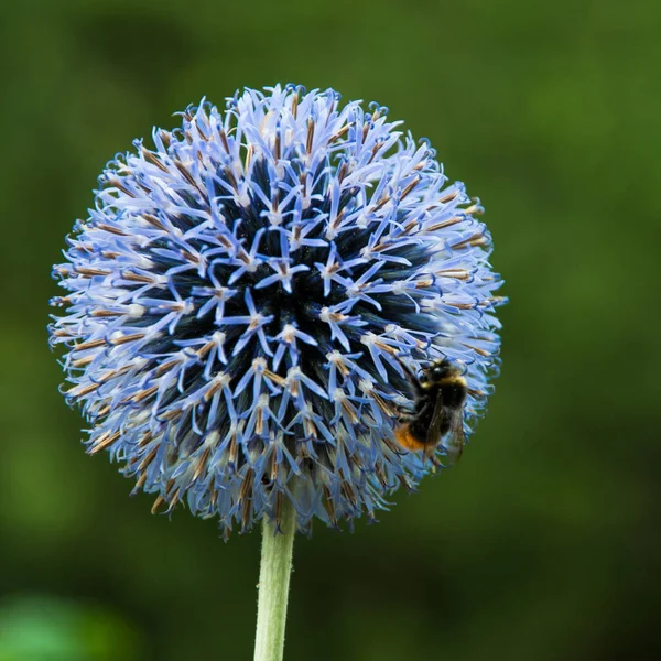 Blossom Globe Thistle Bumblebee — стоковое фото