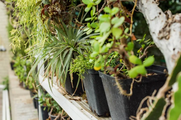 Close View Beautiful Green Potted Plants Shelf — стоковое фото