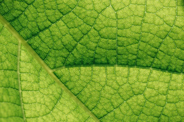Макрос Текстура Натуральных Зеленых Листьев Лицензионные Стоковые Изображения