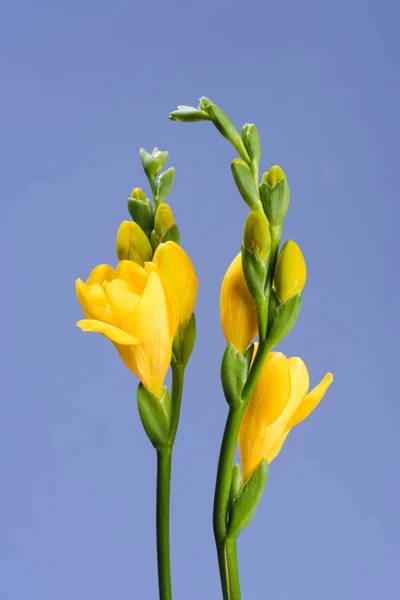 Close View Beautiful Fresia Flowers Isolated Blue — стоковое фото