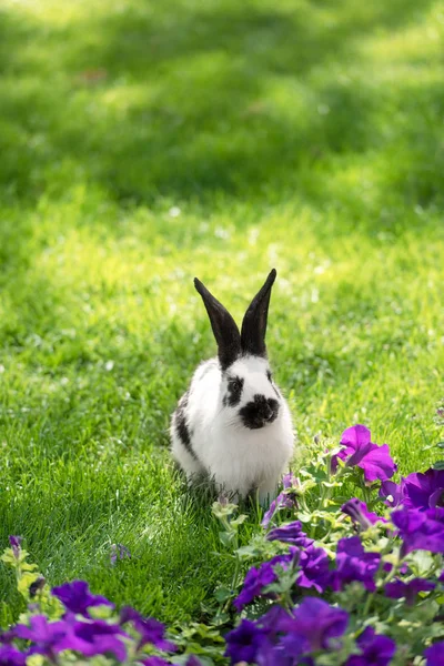 Cute Black White Bunny Green Grass Purple Tobacco Flowers Лицензионные Стоковые Фото