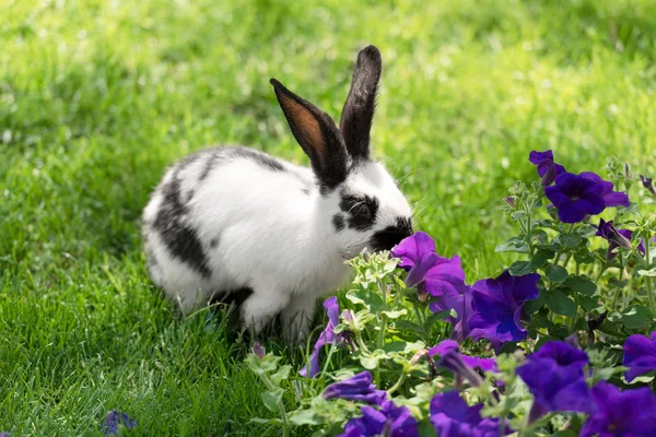 Adorable Black White Bunny Green Grass Sniffing Purple Tobacco Flowers Стоковое Фото