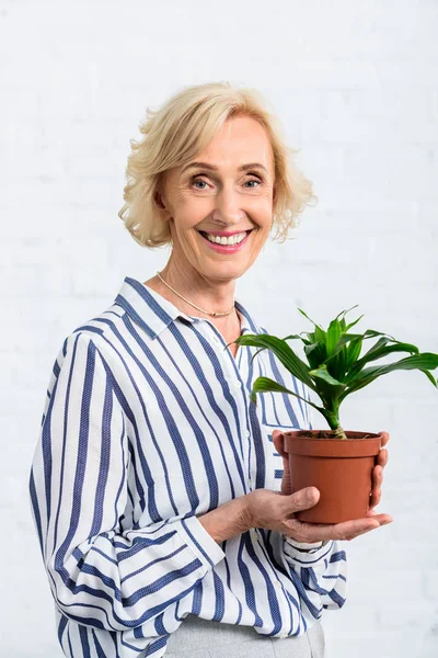 Happy Senior Woman Holding Green Houseplant Smiling Camera — стоковое фото