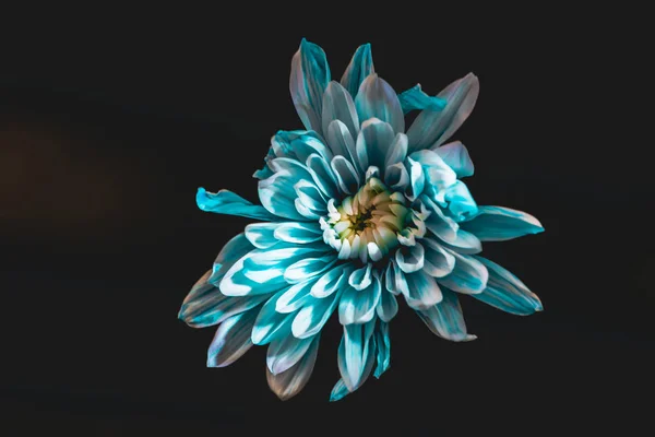 Вид Сверху Синий Белый Цветок Сложенные Лицензионные Стоковые Изображения
