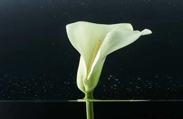 Крупным Планом Вид Красивый Нежный Белый Калла Лили Цветок Воде Стоковое Фото