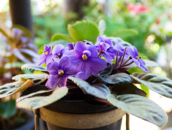 African Violets Saintpaulia Closeup Beautifully Color — стоковое фото