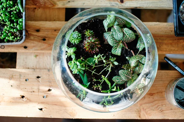 Sprouts Glass Transparent Flowerpot Wooden Table — стоковое фото