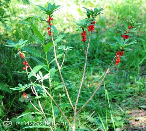 Лето, дети и опасные растения.